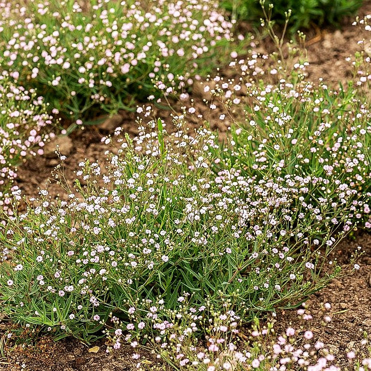 Niedriges Schleierkraut 'Rosenschleier' (Gypsophila repens)