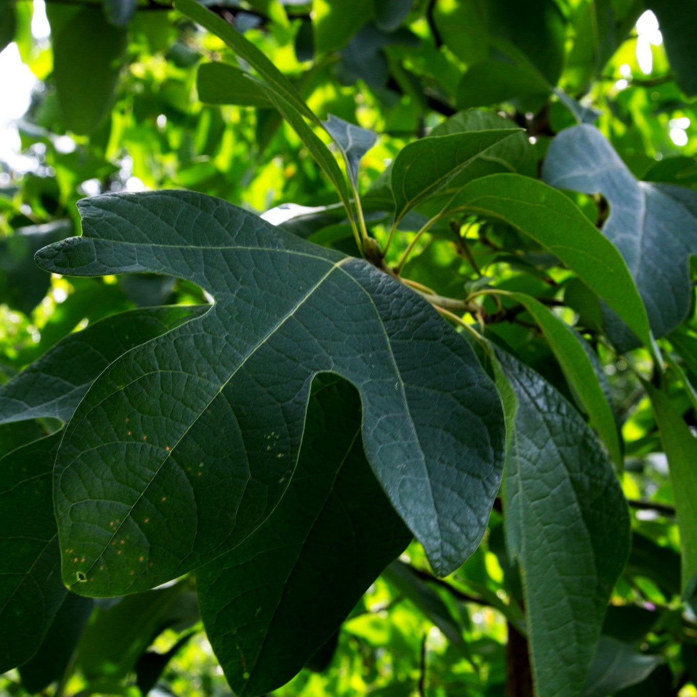 Fenchelholzbaum (Sassafras albidum)