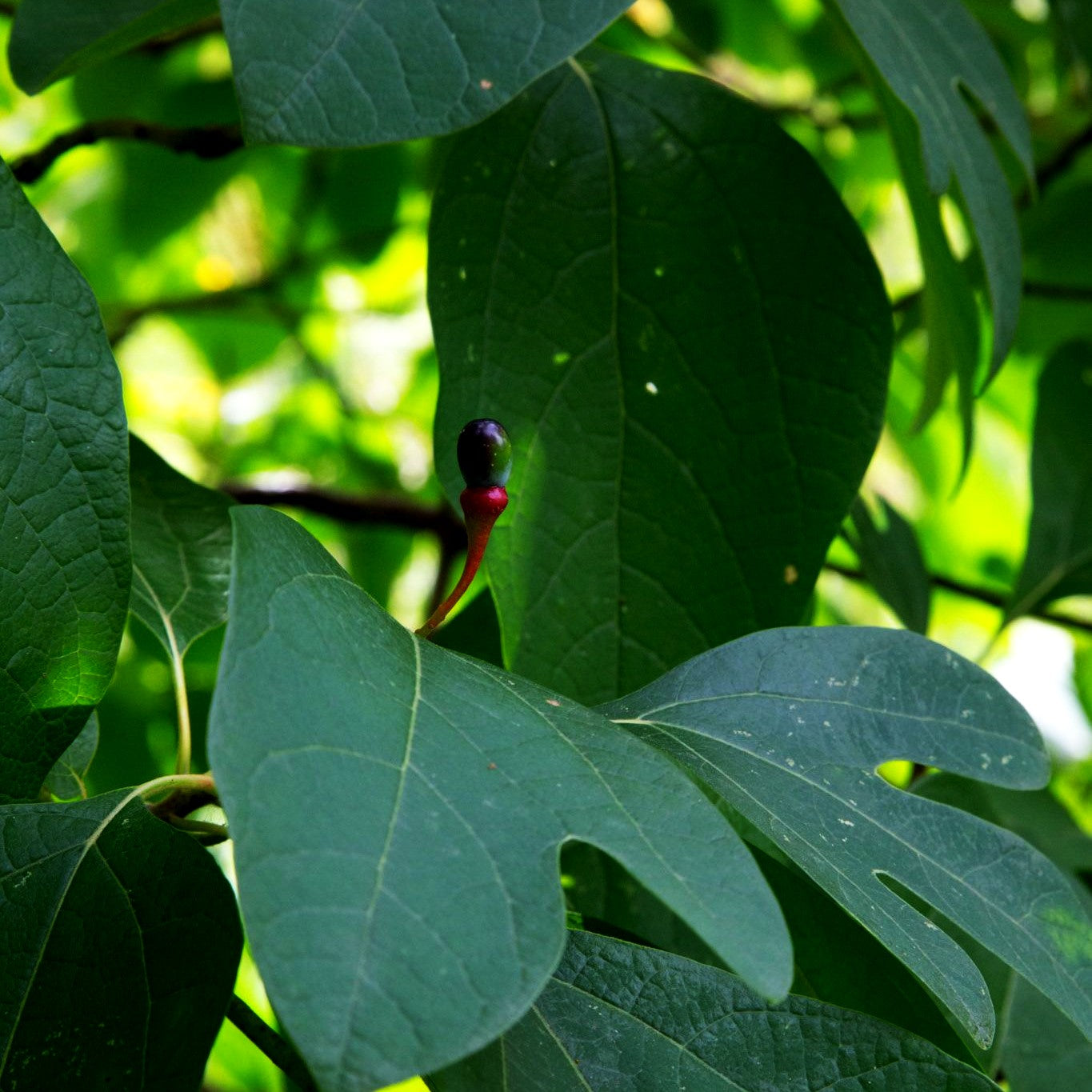 Fenchelholzbaum (Sassafras albidum)