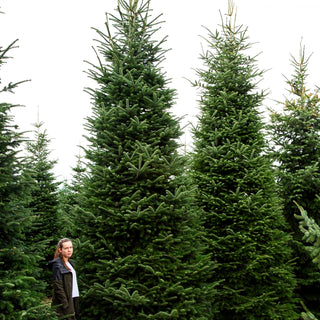 Nordmanns-Tanne (Abies nordmanniana)