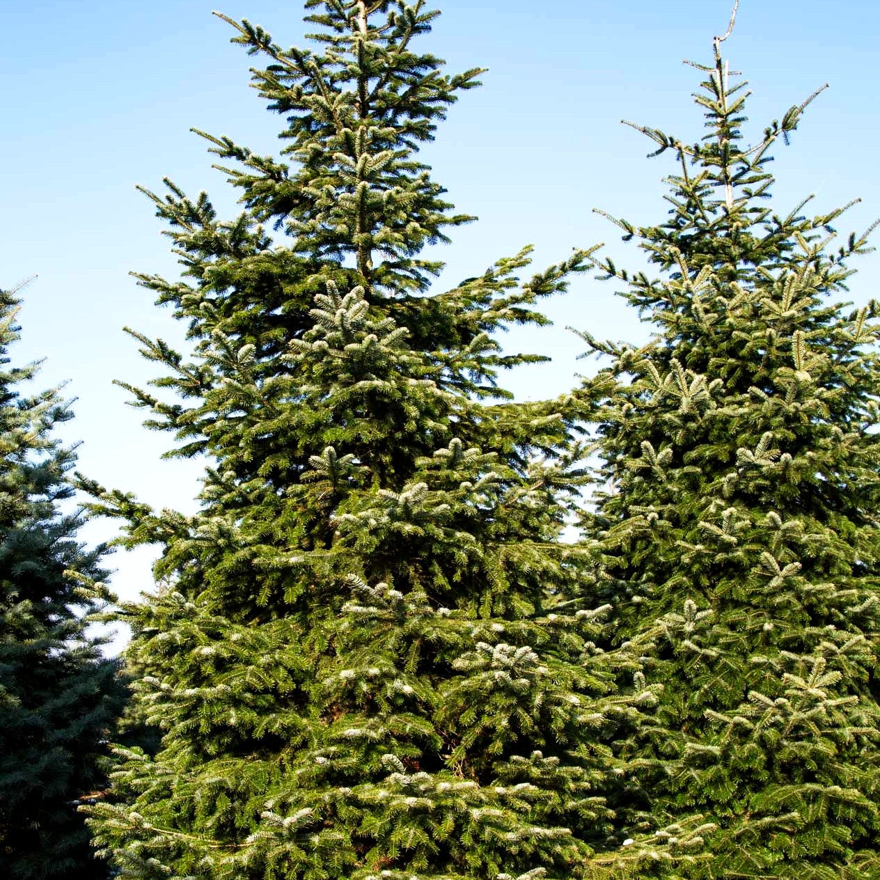 Nordmanns-Tanne (Abies nordmanniana)