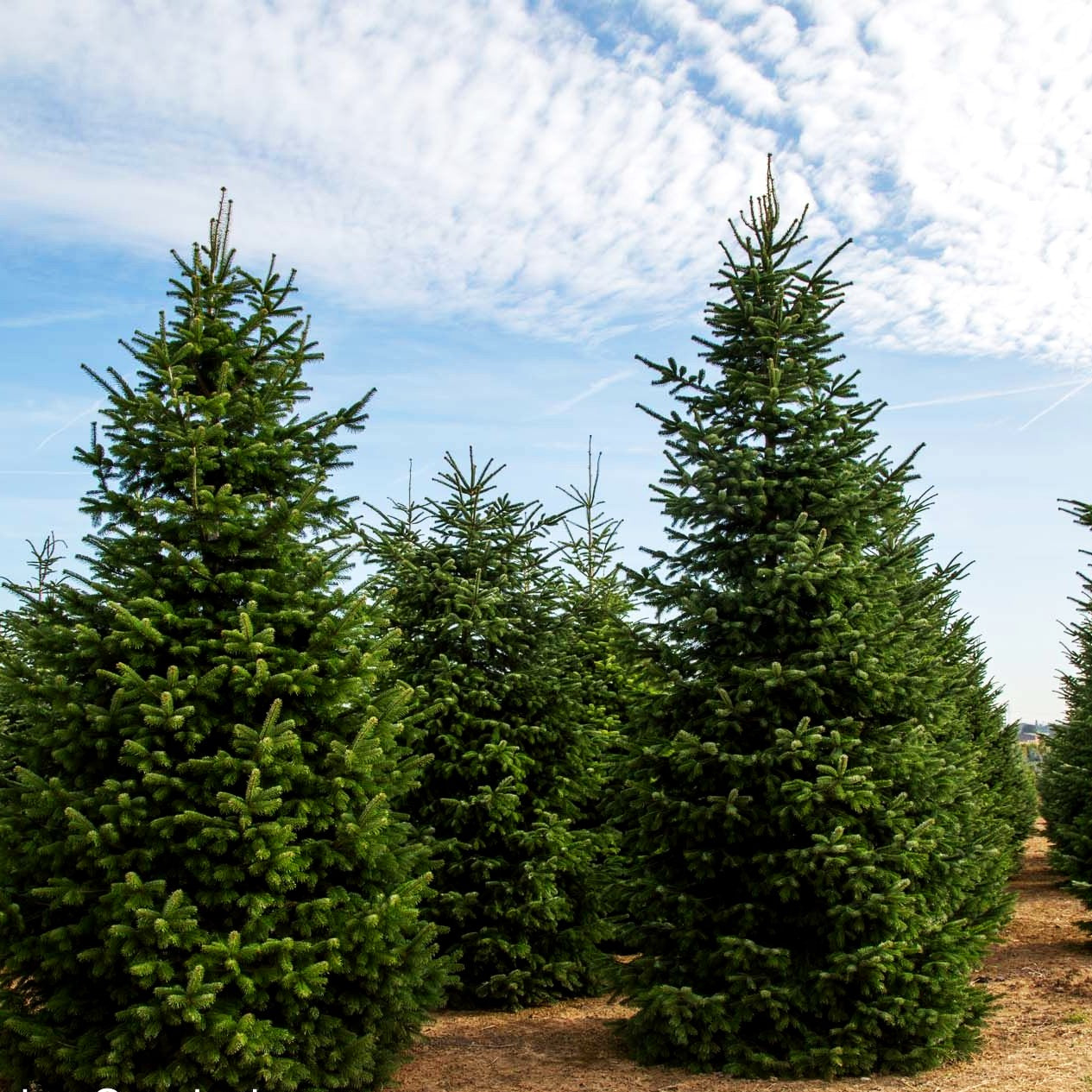Nordmanns-Tanne (Abies nordmanniana)