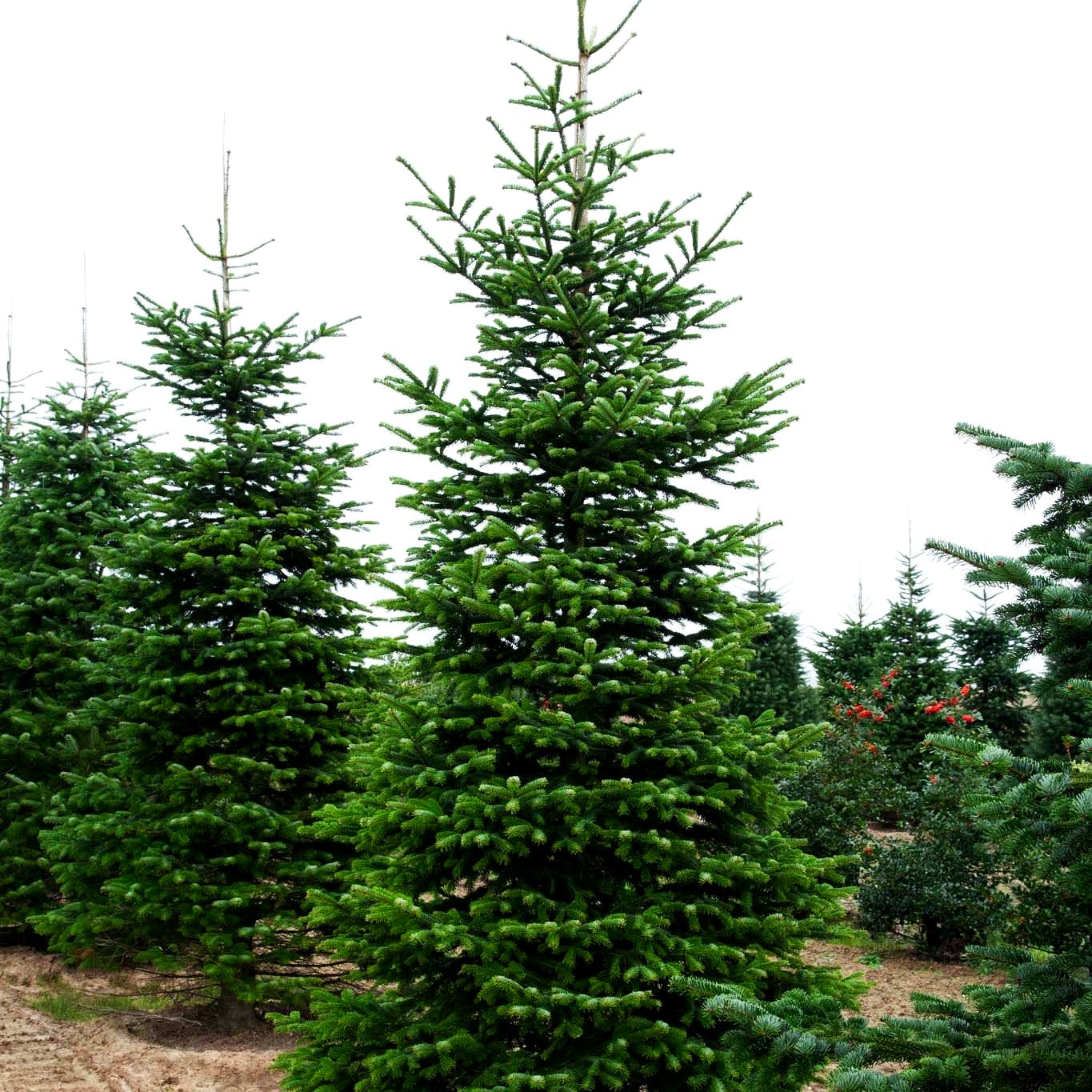 Nordmanns-Tanne (Abies nordmanniana)