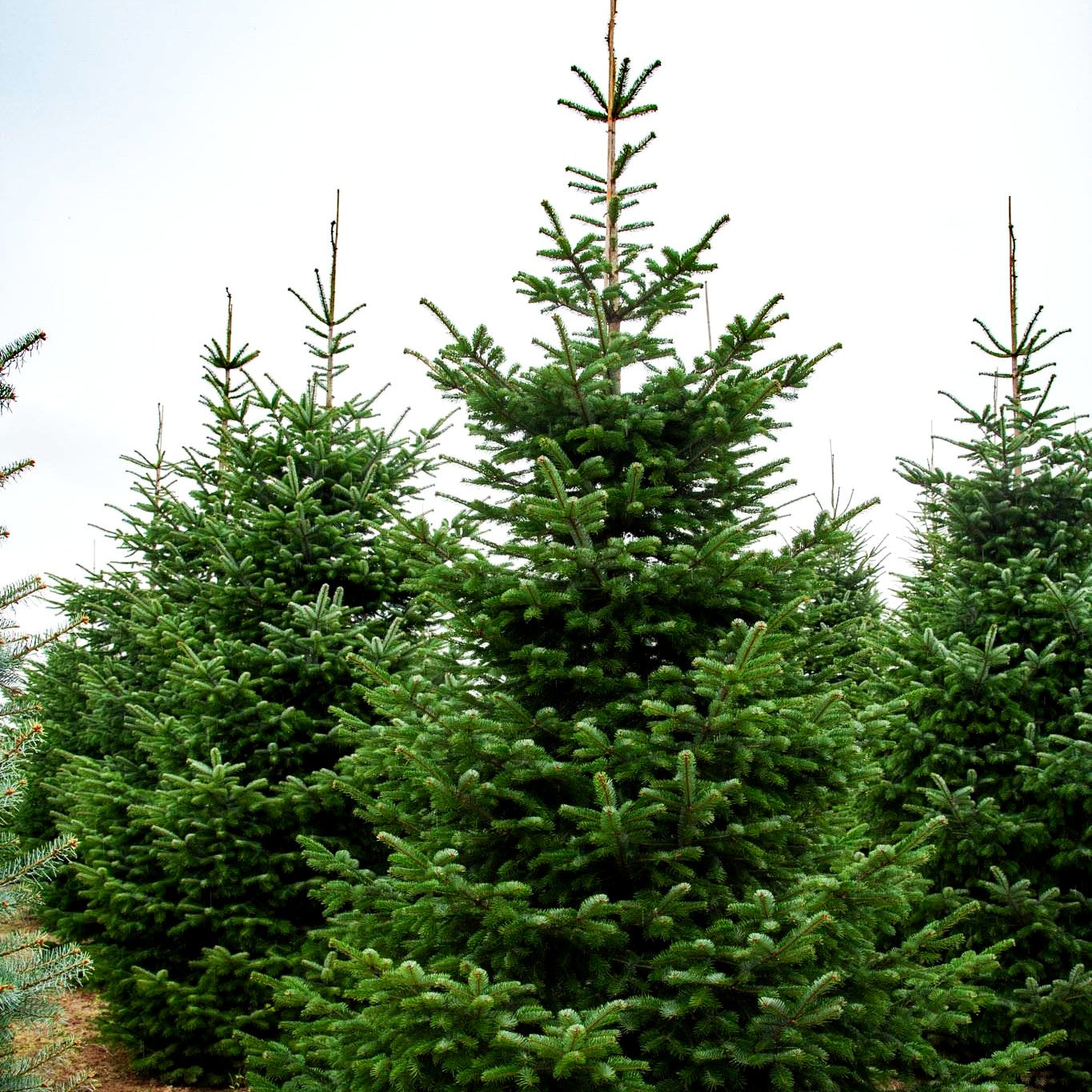Nordmanns-Tanne (Abies nordmanniana)