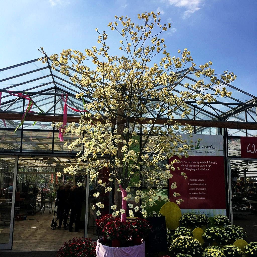 Nuttalls Blumen-Hartriegel 'Ascona' (Cornus nuttallii)