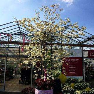 Nuttalls Blumen-Hartriegel 'Ascona' (Cornus nuttallii)