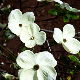 Nuttalls Blumen-Hartriegel (Cornus nuttallii)