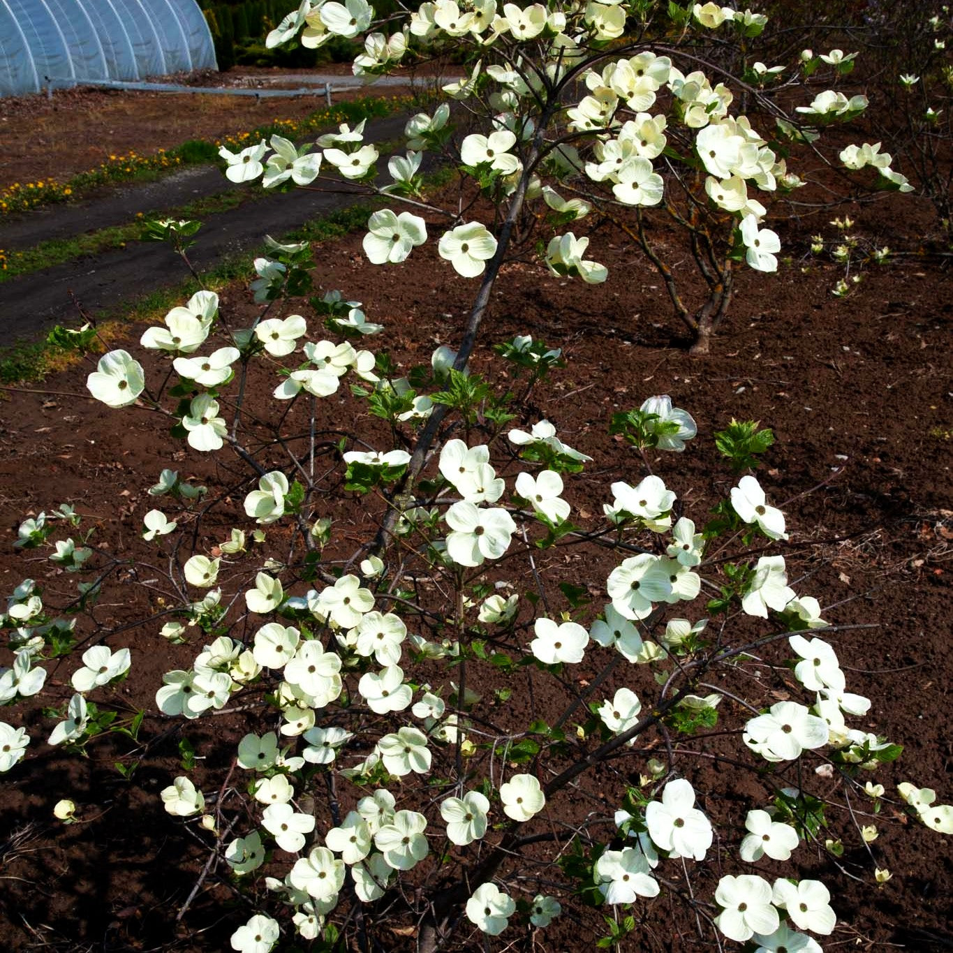Nuttalls Blumen-Hartriegel (Cornus nuttallii)