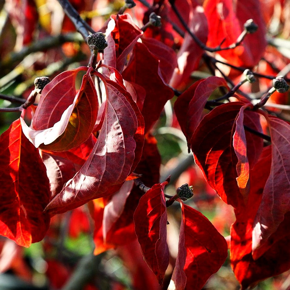 Nuttalls Blumen-Hartriegel (Cornus nuttallii)