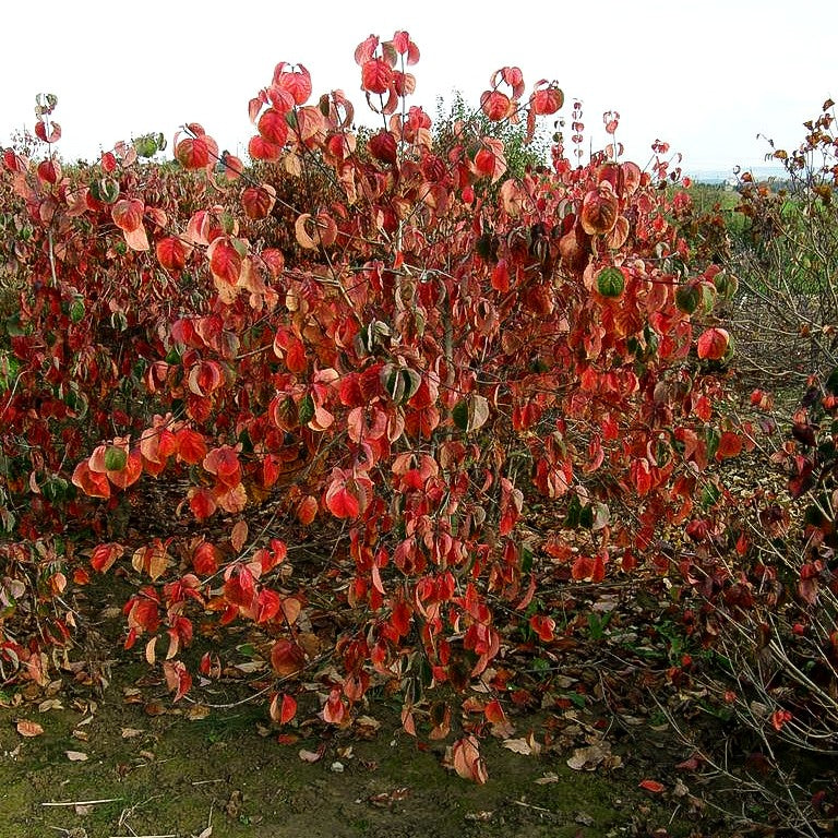 Nuttalls Blumen-Hartriegel (Cornus nuttallii)