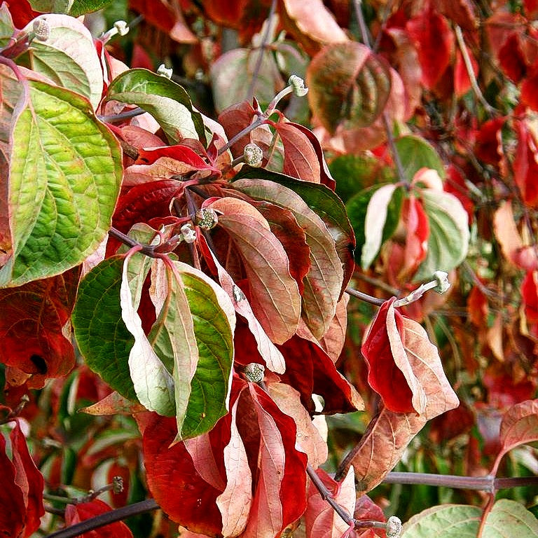 Nuttalls Blumen-Hartriegel (Cornus nuttallii)