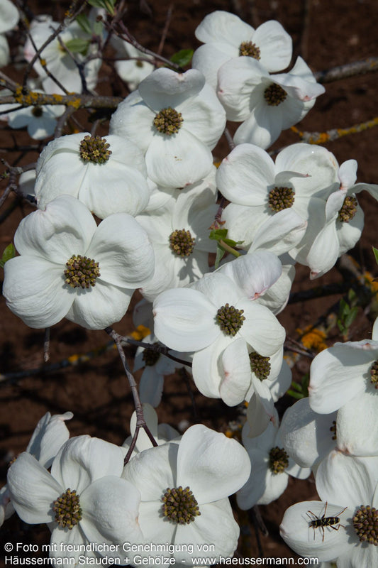 Nuttalls Blumen-Hartriegel 'Eddie's White Wonder' (Cornus nuttallii)