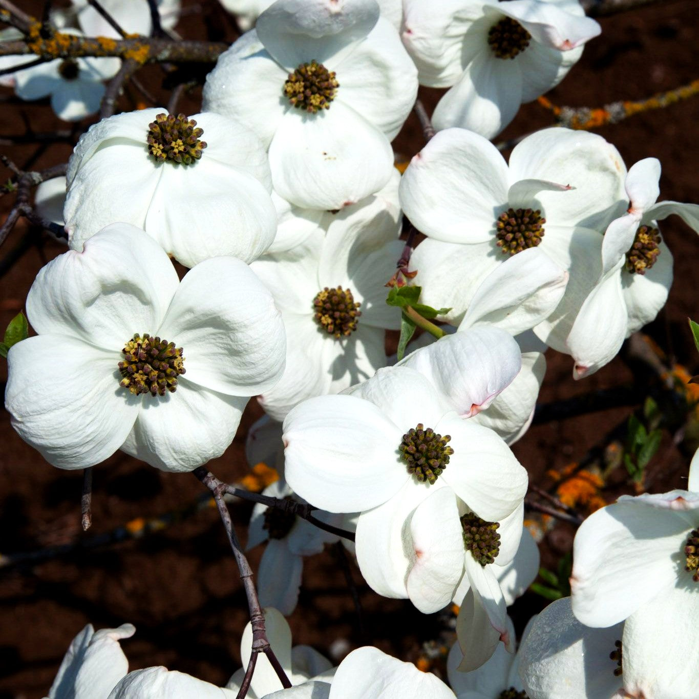 Nuttalls Blumen-Hartriegel 'Eddie's White Wonder' (Cornus nuttallii)