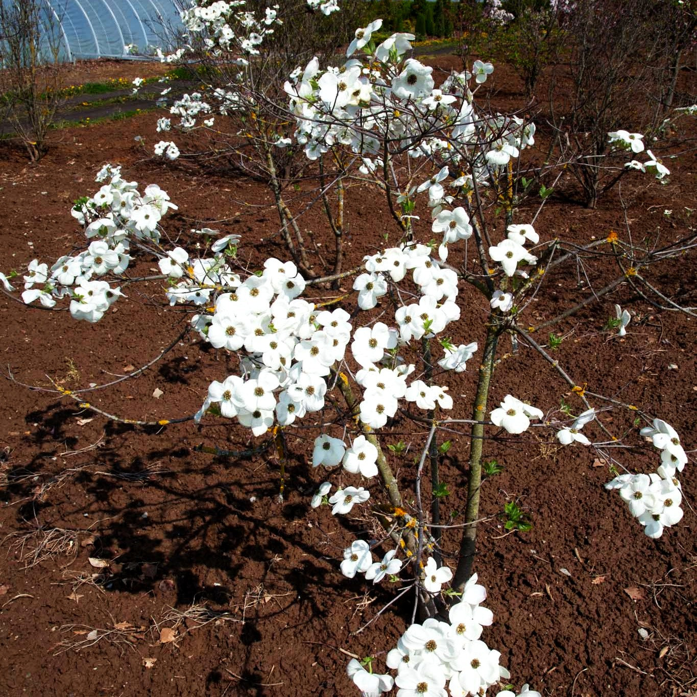 Nuttalls Blumen-Hartriegel 'Eddie's White Wonder' (Cornus nuttallii)