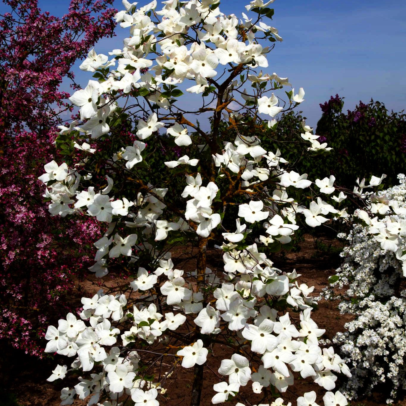 Nuttalls Blumen-Hartriegel 'Eddie's White Wonder' (Cornus nuttallii)