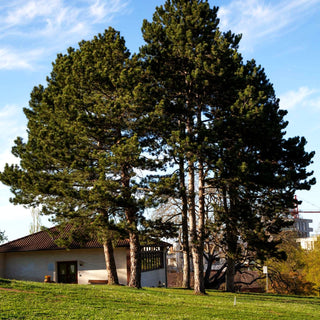Österreichische Schwarz-Kiefer (Pinus nigra ssp.nigra)