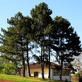 Österreichische Schwarz-Kiefer (Pinus nigra ssp.nigra)