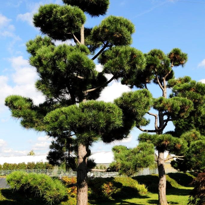 Österreichische Schwarz-Kiefer (Pinus nigra ssp.nigra)