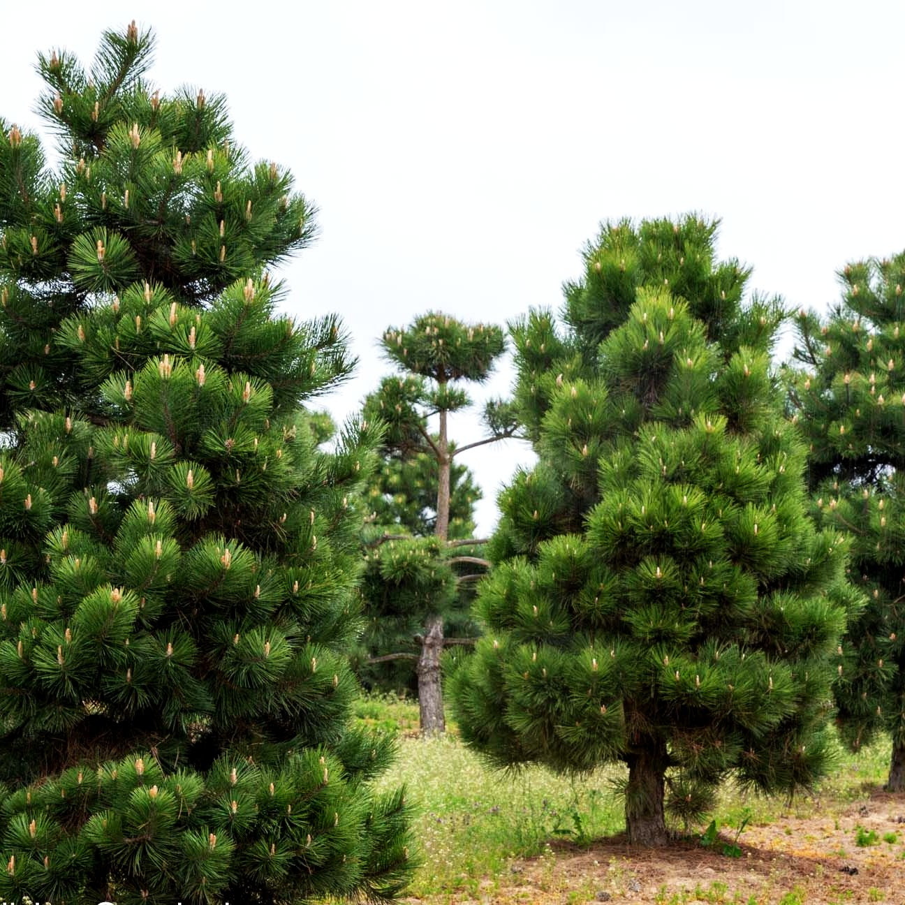 Österreichische Schwarz-Kiefer (Pinus nigra ssp.nigra)