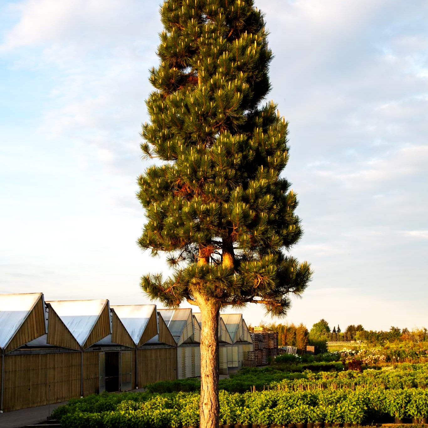 Österreichische Schwarz-Kiefer (Pinus nigra ssp.nigra)