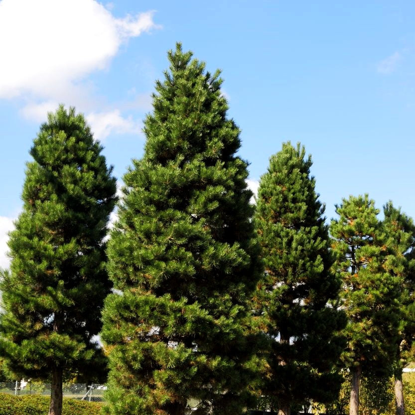 Österreichische Schwarz-Kiefer (Pinus nigra ssp.nigra)