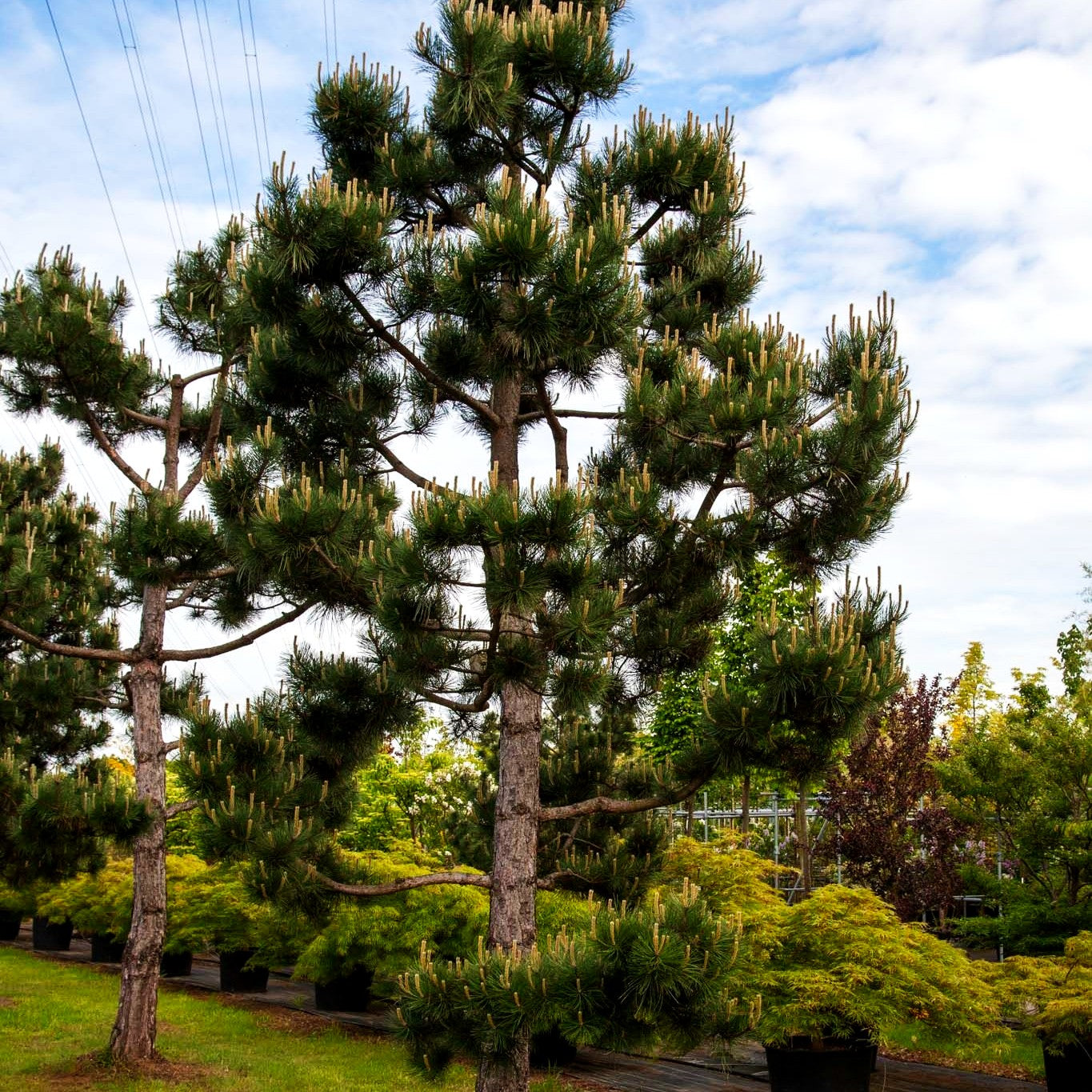 Österreichische Schwarz-Kiefer (Pinus nigra ssp.nigra)