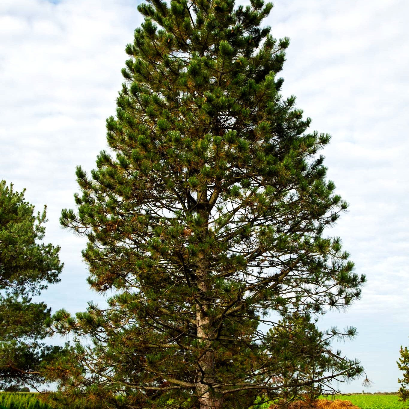 Österreichische Schwarz-Kiefer (Pinus nigra ssp.nigra)