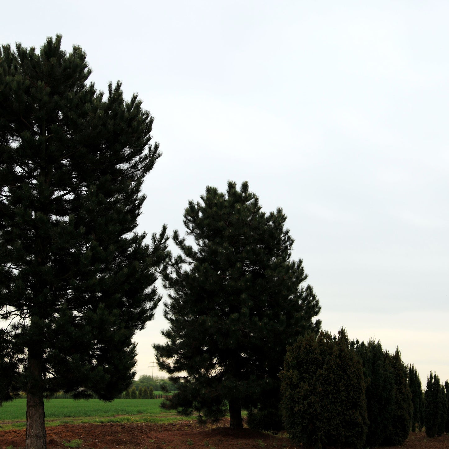 Österreichische Schwarz-Kiefer (Pinus nigra ssp.nigra)