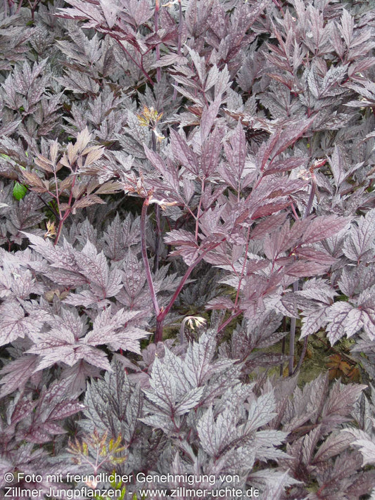 Oktober-Silberkerze 'Brunette' (Cimicifuga simplex)