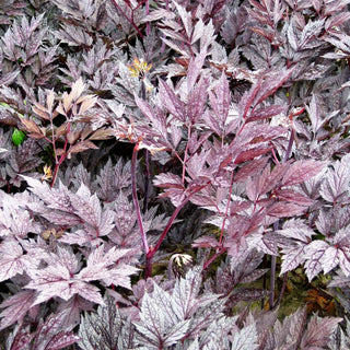 Oktober-Silberkerze 'Brunette' (Cimicifuga simplex)