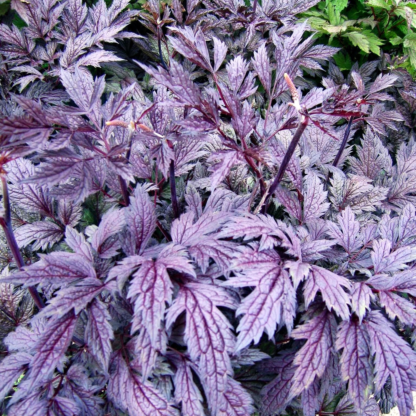 Oktober-Silberkerze 'Brunette' (Cimicifuga simplex)