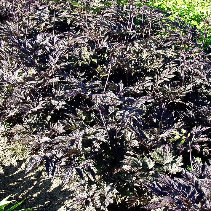Oktober-Silberkerze 'Brunette' (Cimicifuga simplex)