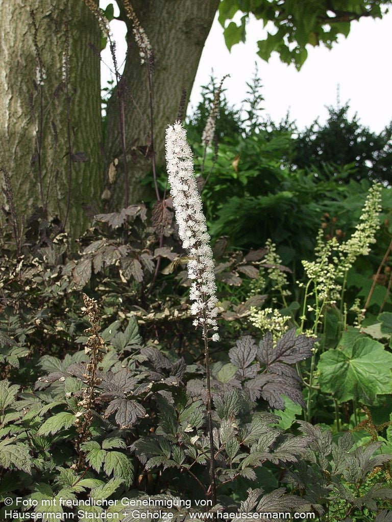 Oktober-Silberkerze 'Brunette' (Cimicifuga simplex)