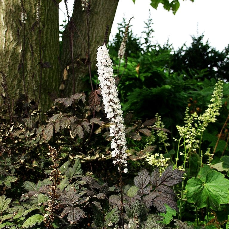 Oktober-Silberkerze 'Brunette' (Cimicifuga simplex)