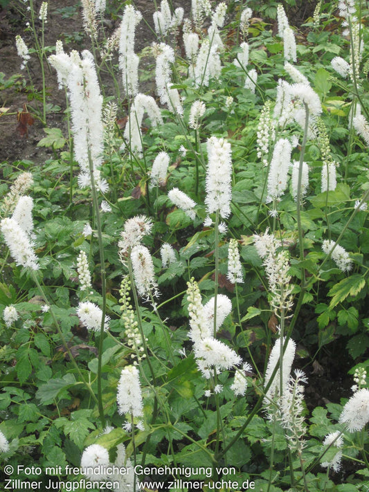 Oktober-Silberkerze 'White Pearl' (Cimicifuga simplex)