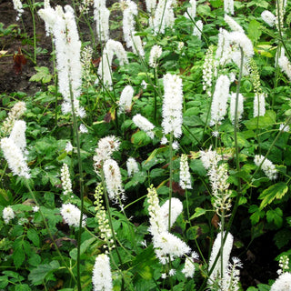 Oktober-Silberkerze 'White Pearl' (Cimicifuga simplex)