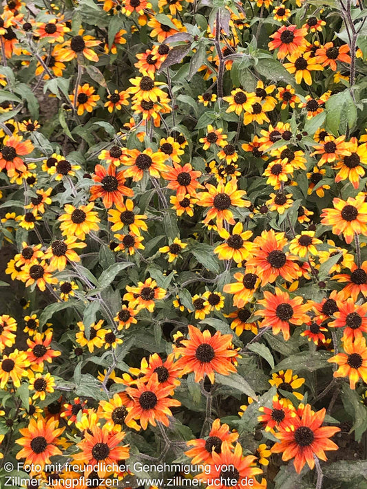 Oktober-Sonnenhut 'Prairie Glow' (Rudbeckia triloba)