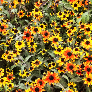Oktober-Sonnenhut 'Prairie Glow' (Rudbeckia triloba)