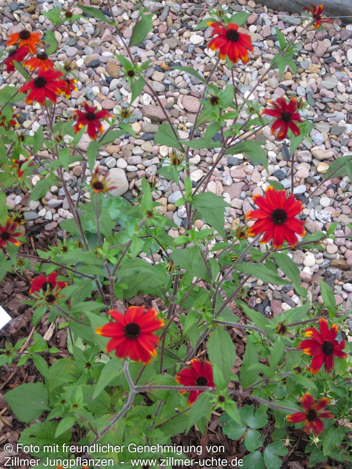 Oktober-Sonnenhut 'Prairie Glow' (Rudbeckia triloba)