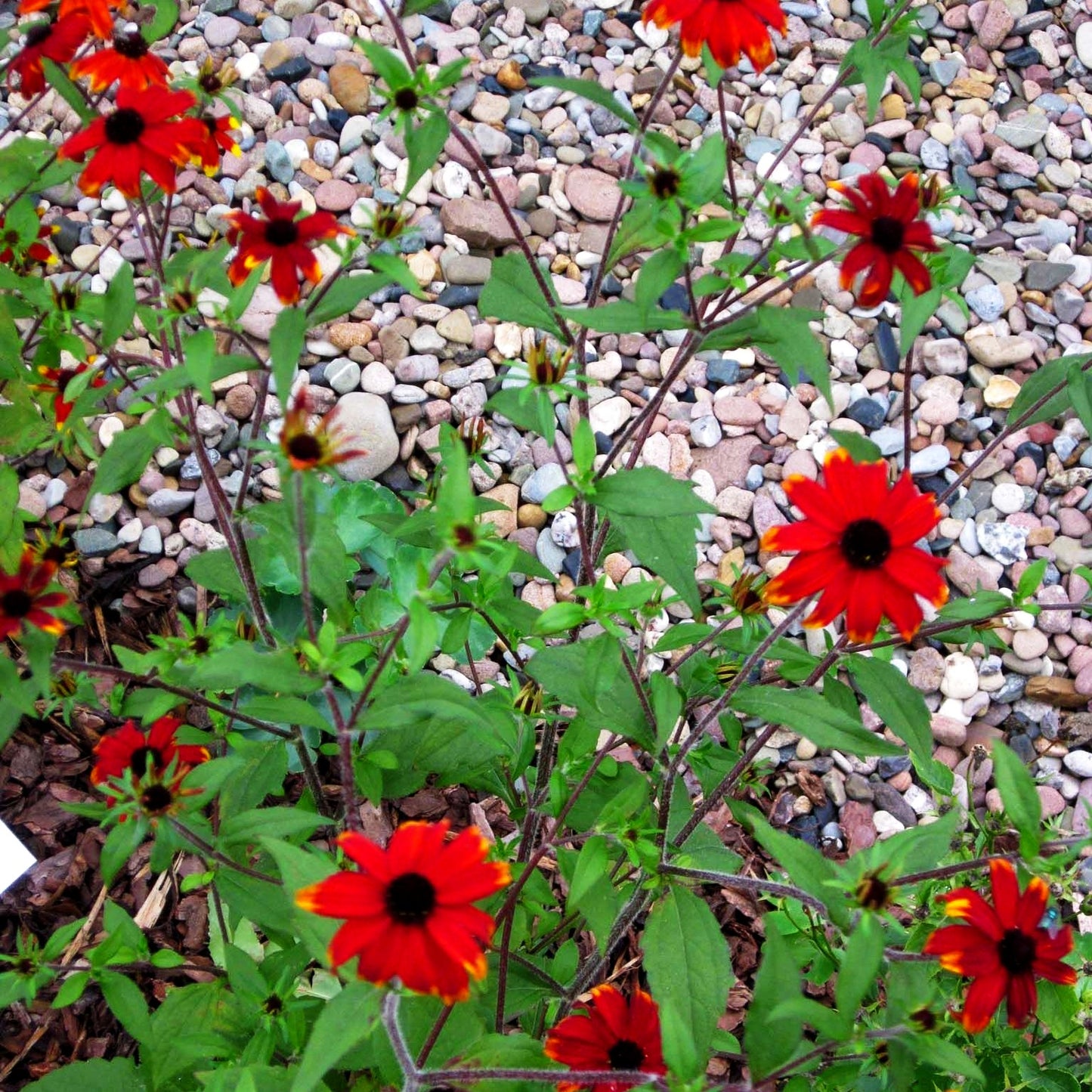 Oktober-Sonnenhut 'Prairie Glow' (Rudbeckia triloba)