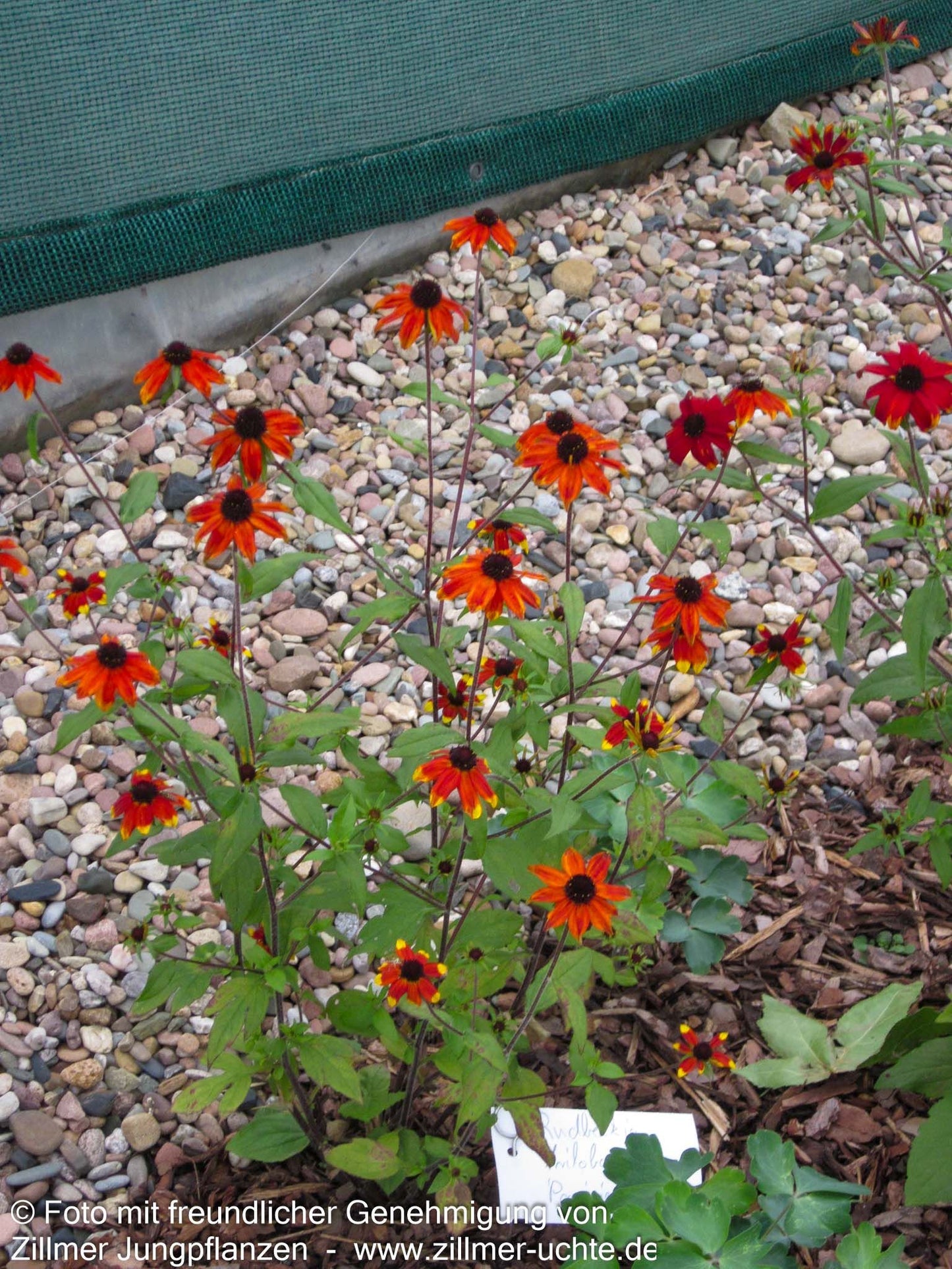 Oktober-Sonnenhut 'Prairie Glow' (Rudbeckia triloba)