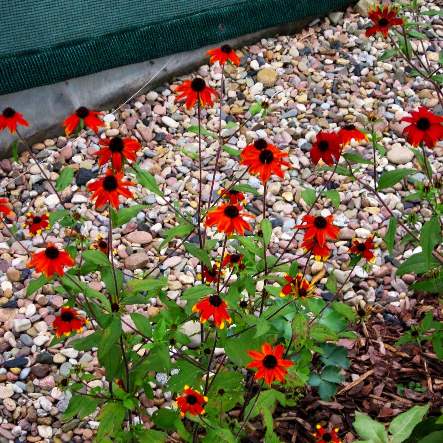 Oktober-Sonnenhut 'Prairie Glow' (Rudbeckia triloba)
