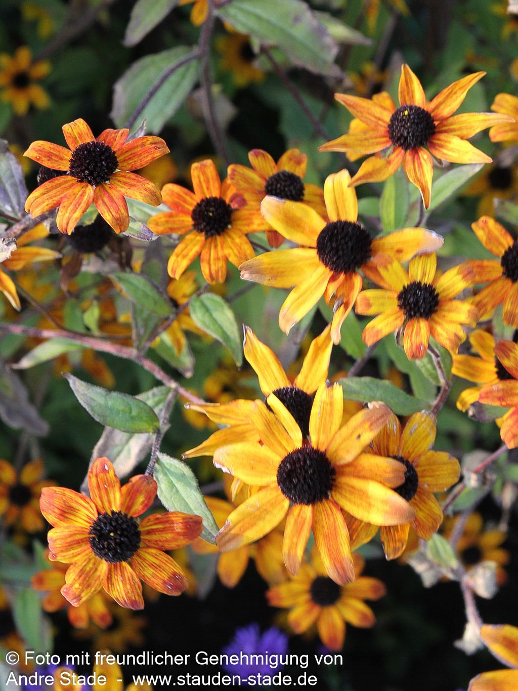 Oktober-Sonnenhut 'Prairie Glow' (Rudbeckia triloba)
