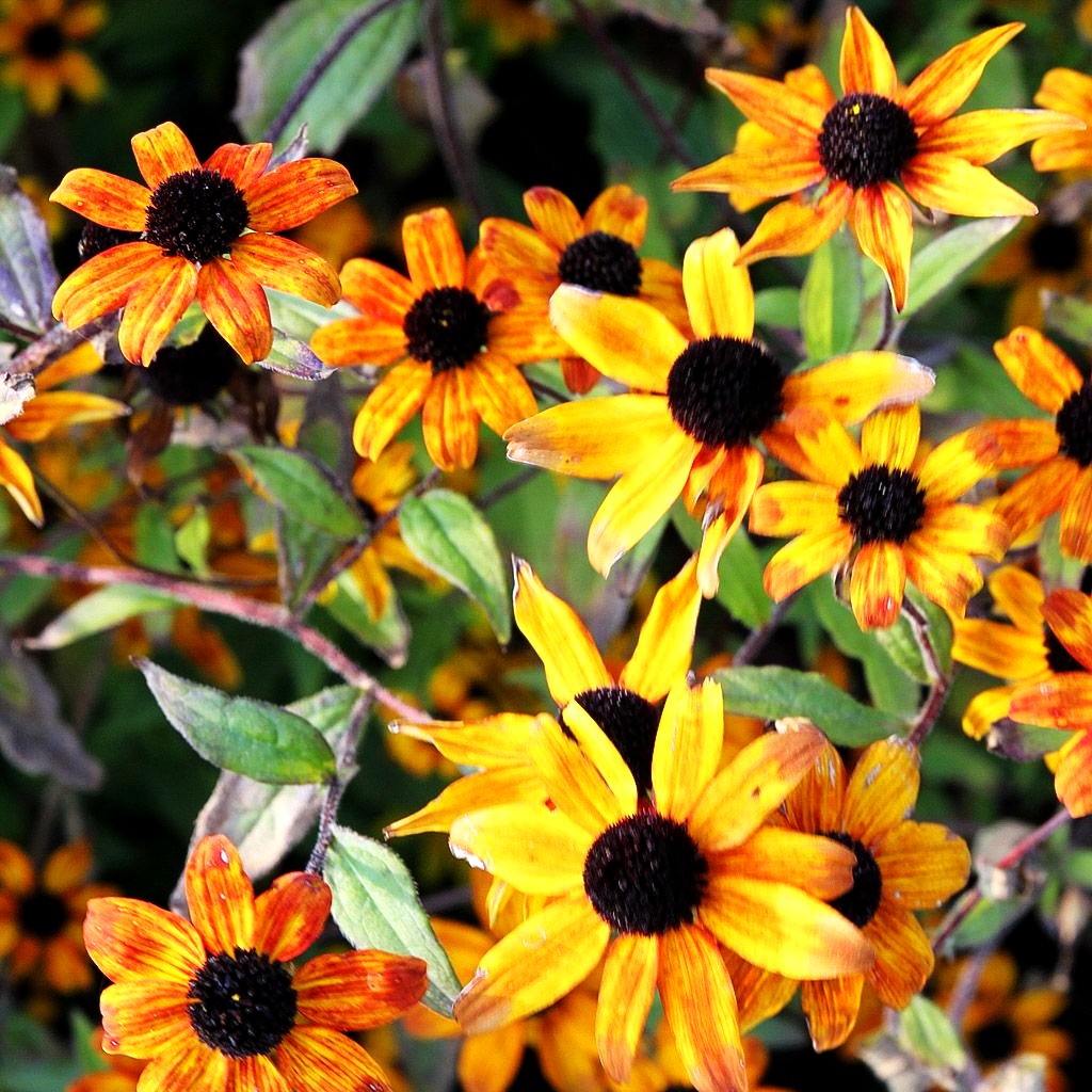 Oktober-Sonnenhut 'Prairie Glow' (Rudbeckia triloba)