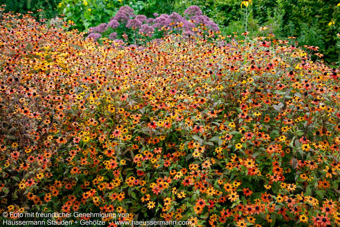 Oktober-Sonnenhut 'Prairie Glow' (Rudbeckia triloba)