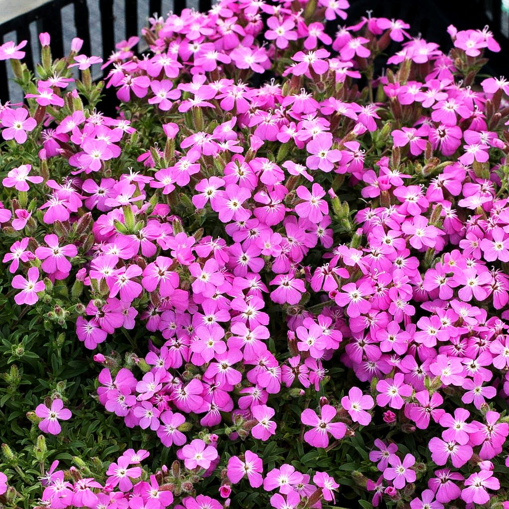 Oliva-Polster-Seifenkraut 'Bressingham' (Saponaria x olivana)