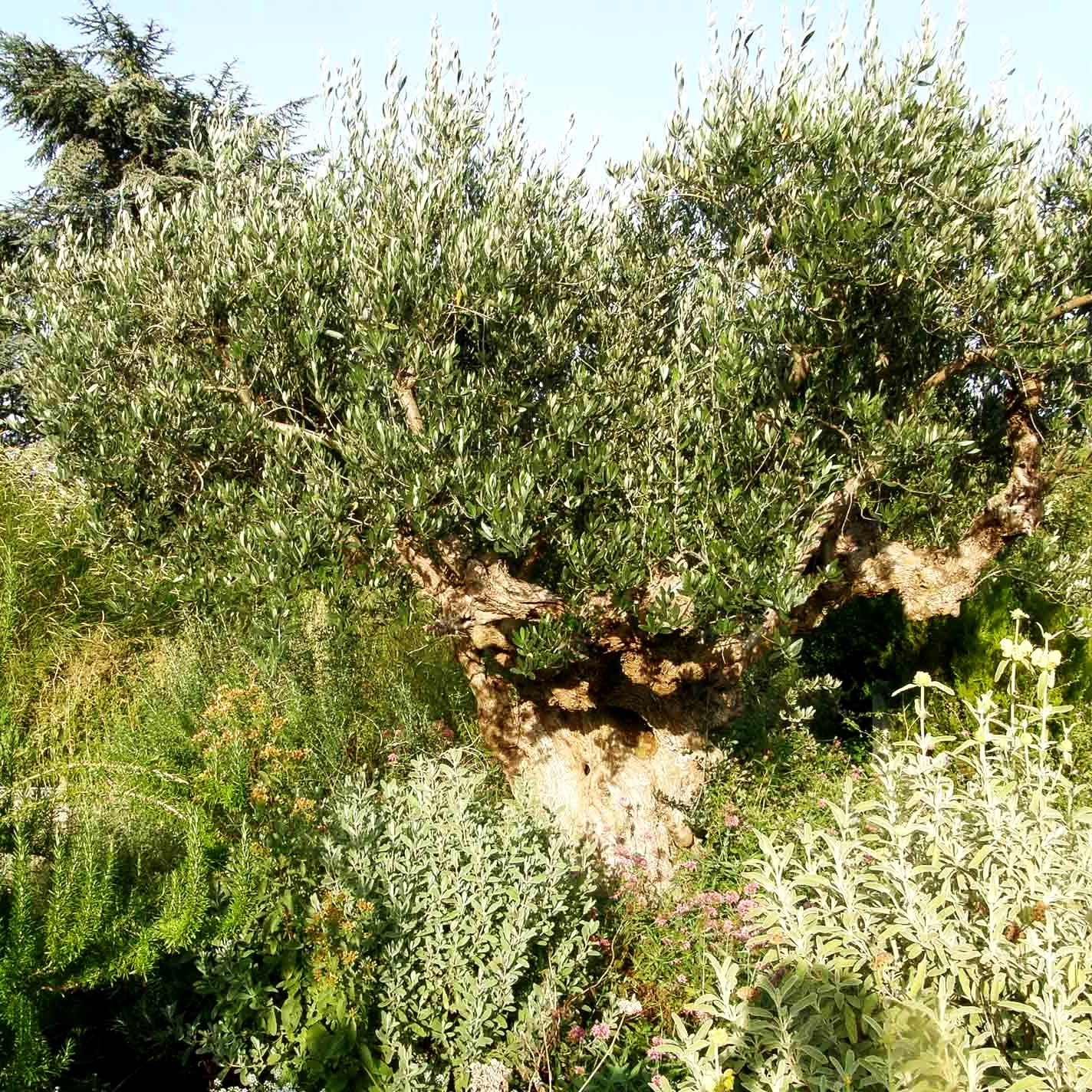 Olive (Olea europaea)