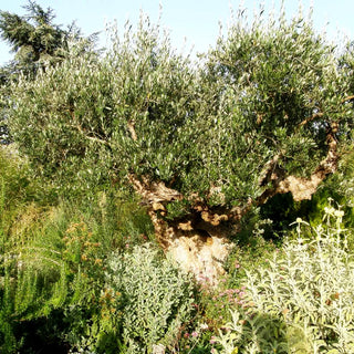 Olive (Olea europaea)