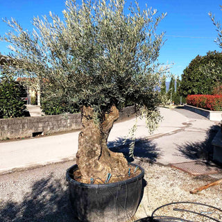 Olive (Olea europaea)