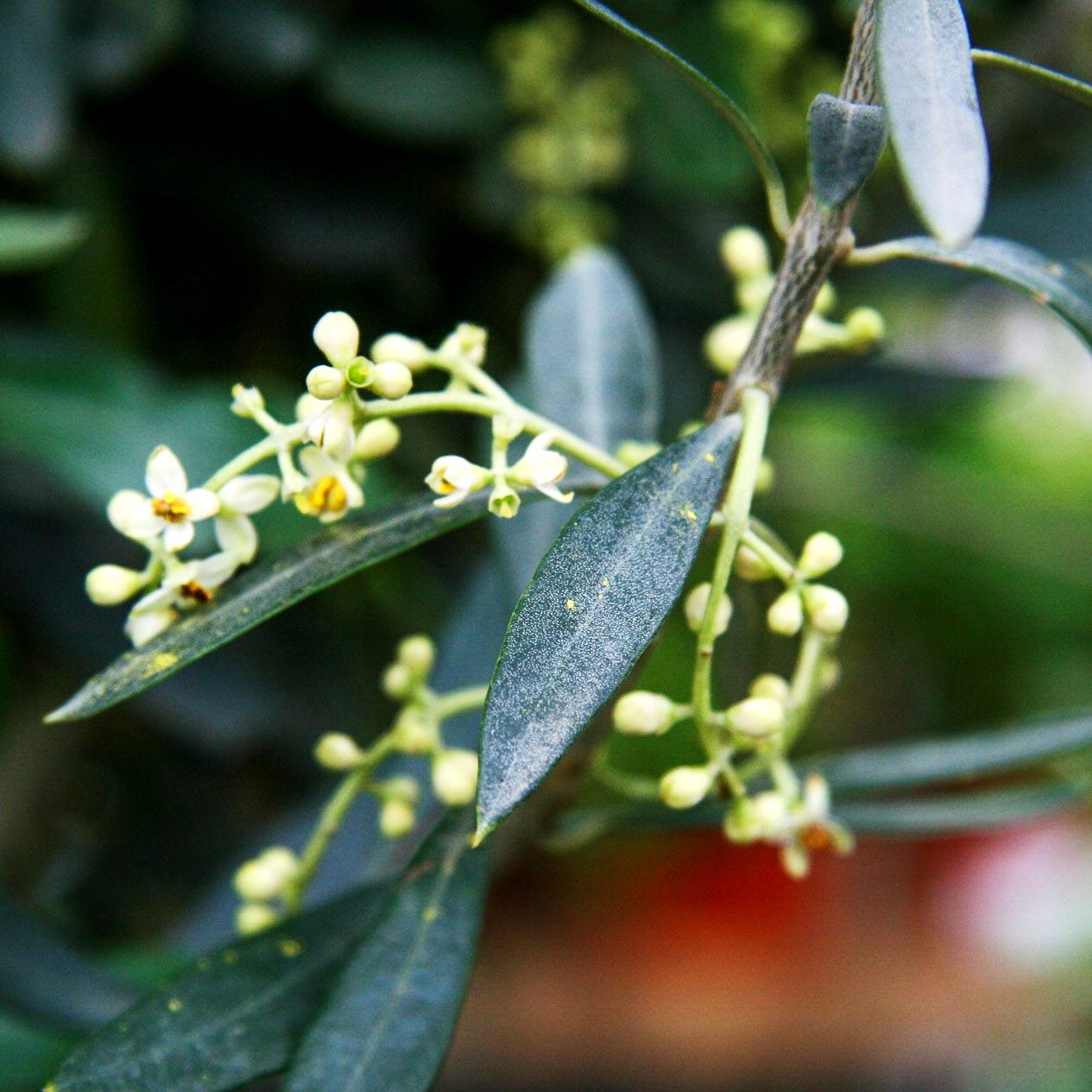 Olive (Olea europaea)